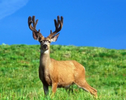 sky blue Oregon buck Animal deer HD Desktop Wallpaper | Background Image