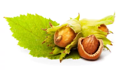 food hazelnut HD Desktop Wallpaper | Background Image
