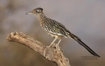 A greater roadrunner bird perched on a branch, captured in high-definition detail against a blurred natural background, used as a PC desktop wallpaper.