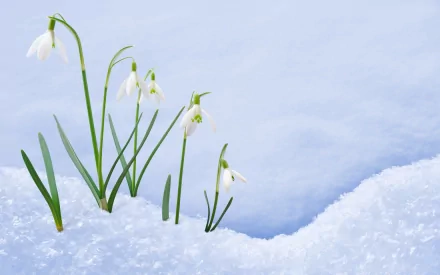 HD PC desktop wallpaper featuring delicate snowdrop flowers emerging from fresh snow against a soft blue sky, showcasing nature's early bloom in winter.