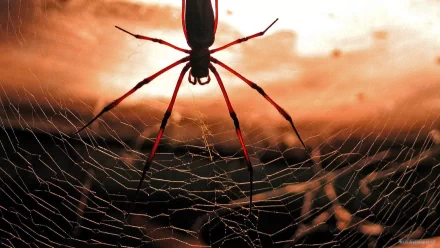 Animal spider HD Desktop Wallpaper | Background Image