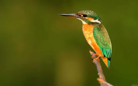 HD desktop wallpaper featuring a vibrant kingfisher perched on a branch with a blurred green background.