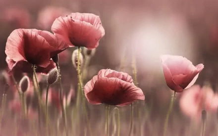A serene HD wallpaper featuring delicate pink poppies blooming in nature, bathed in soft light, creating a peaceful and vibrant background for any desktop.