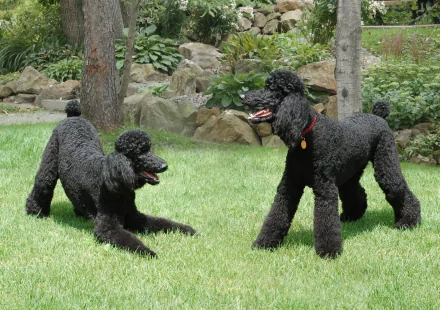 HD desktop wallpaper featuring two black poodles playing on green grass in a natural garden setting.