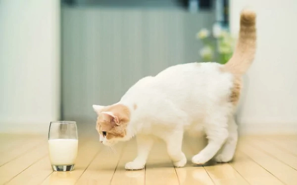 A curious cat approaches a glass of milk, set against a soft-focus interior. This HD image makes a charming wallpaper or background featuring a playful animal moment.