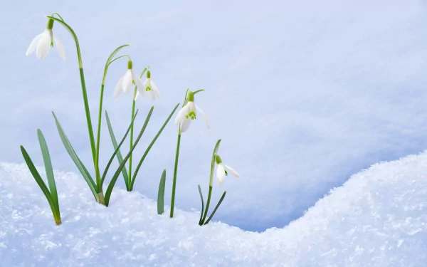 HD PC desktop wallpaper featuring delicate snowdrop flowers emerging from fresh snow against a soft blue sky, showcasing nature's early bloom in winter.