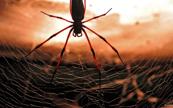 Animal spider HD Desktop Wallpaper | Background Image