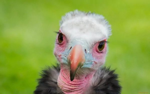 Animal vulture HD Desktop Wallpaper | Background Image
