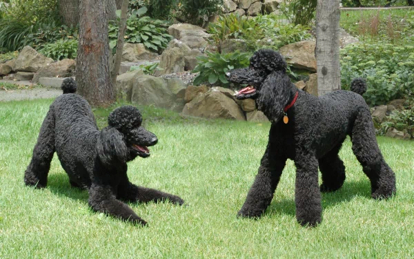 HD desktop wallpaper featuring two black poodles playing on green grass in a natural garden setting.