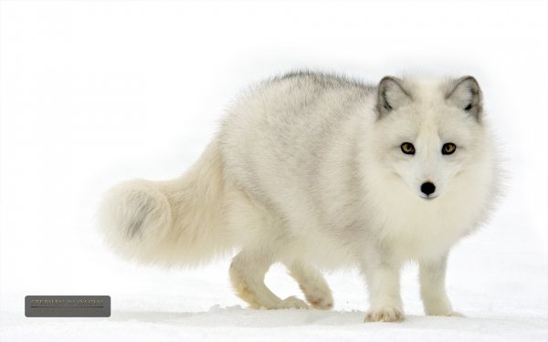 Animal Arctic Fox Dogs Fox White HD Wallpaper | Background Image