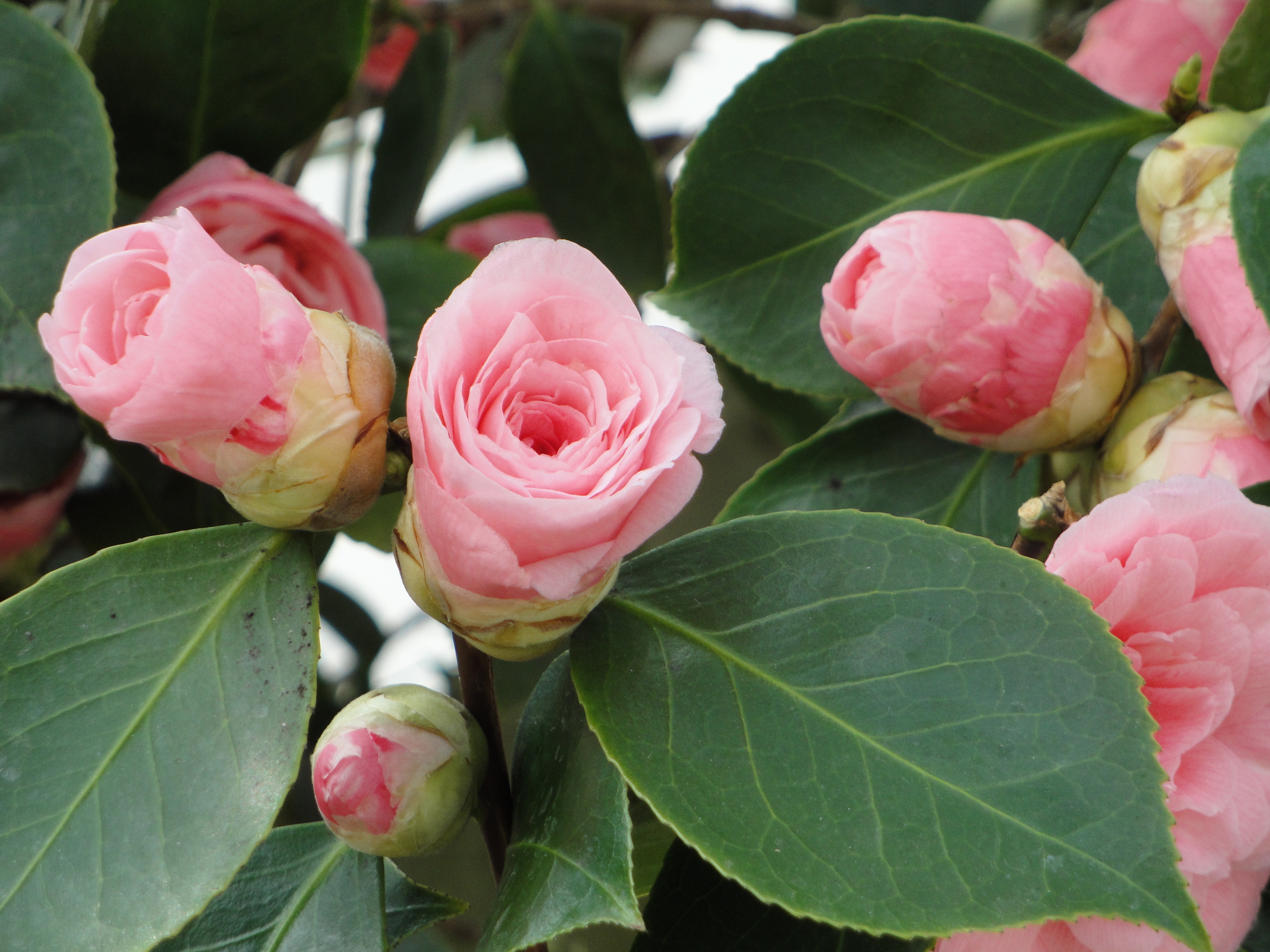 Download Nature Flower 4k Ultra HD Wallpaper