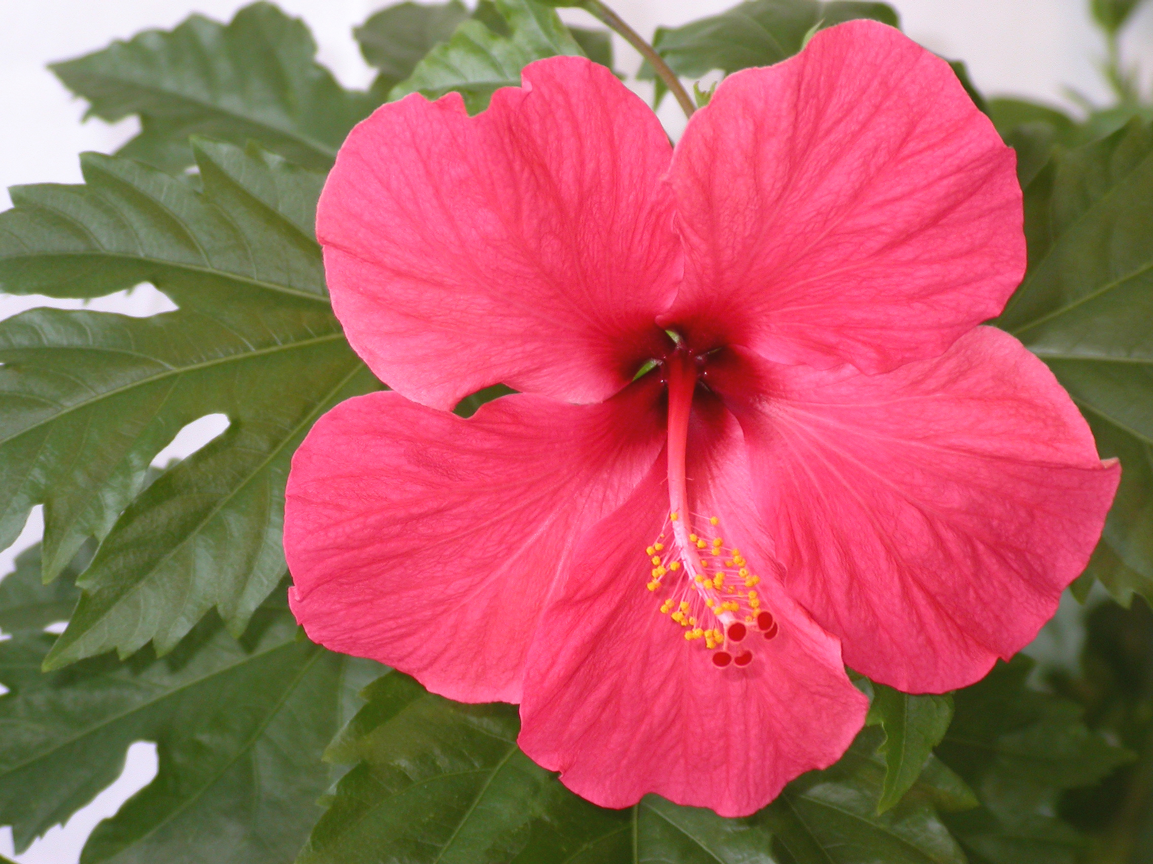 Earth Hibiscus HD Wallpaper | Background Image