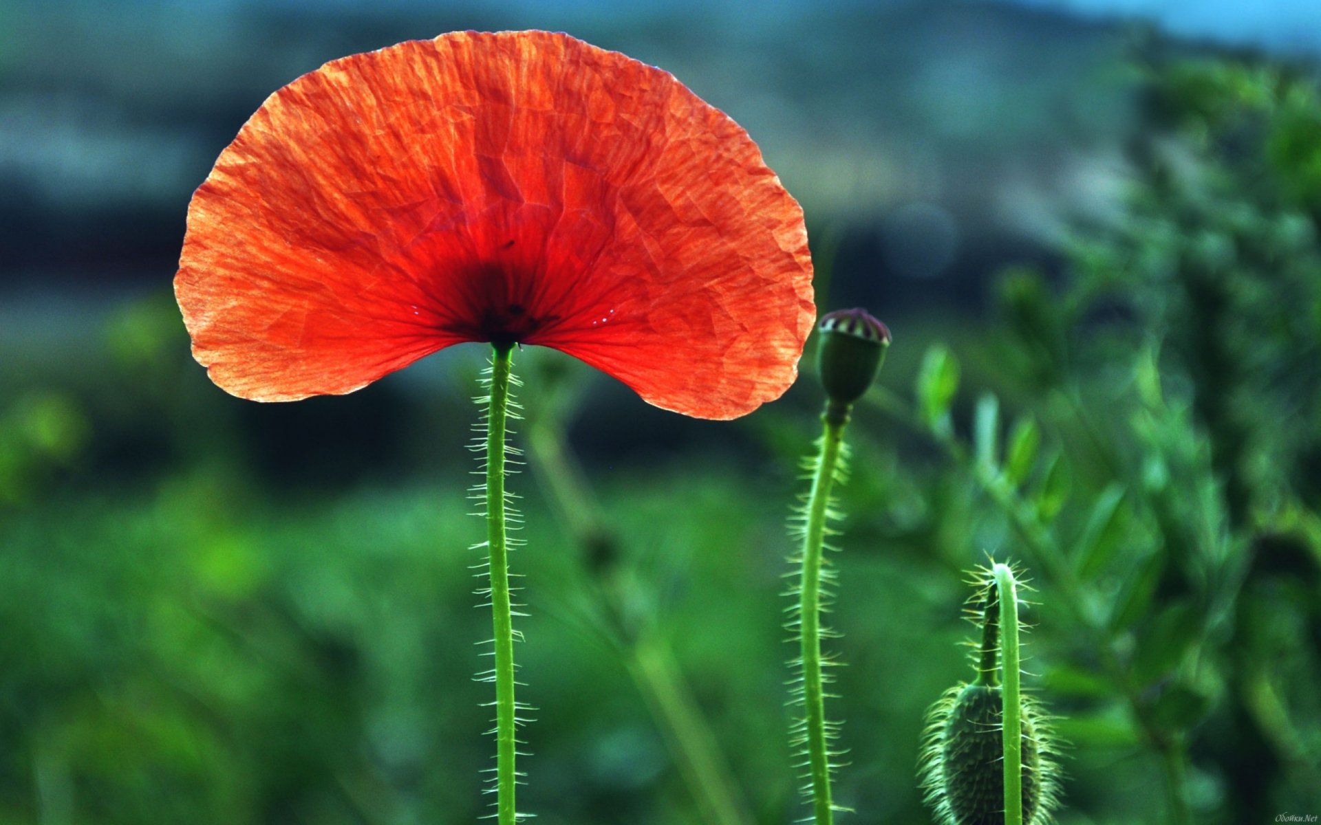 Download Flower Nature Poppy HD Wallpaper