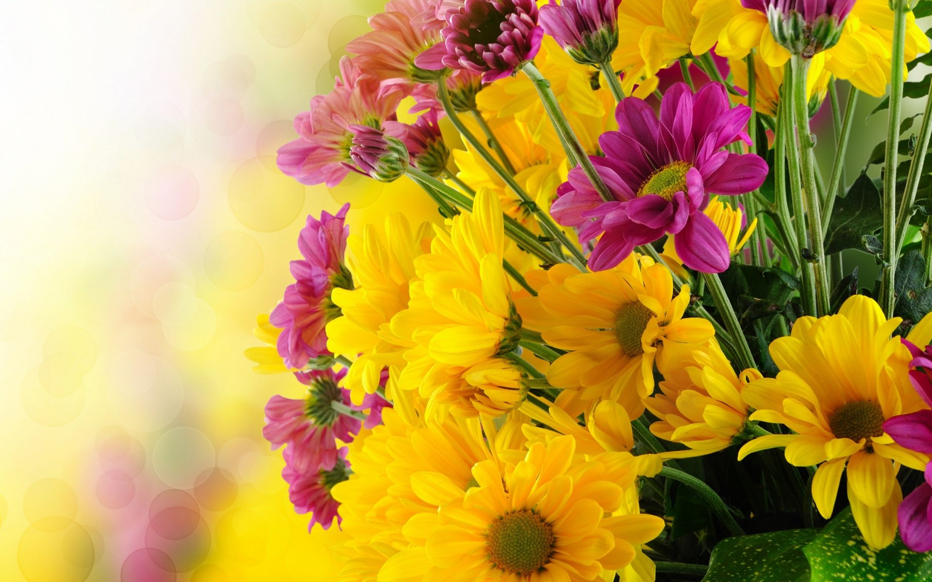 HD desktop wallpaper featuring a vibrant close-up of yellow and purple flowers, capturing the beauty of nature in full bloom.