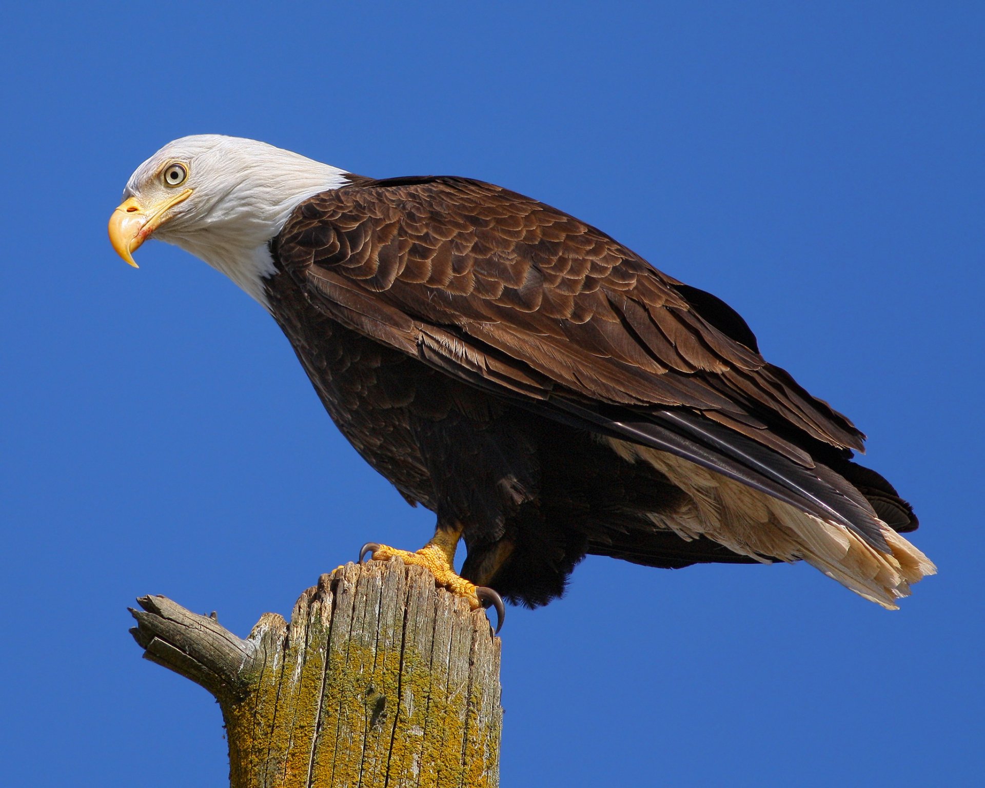 Majestic Bald Eagle HD Wallpaper