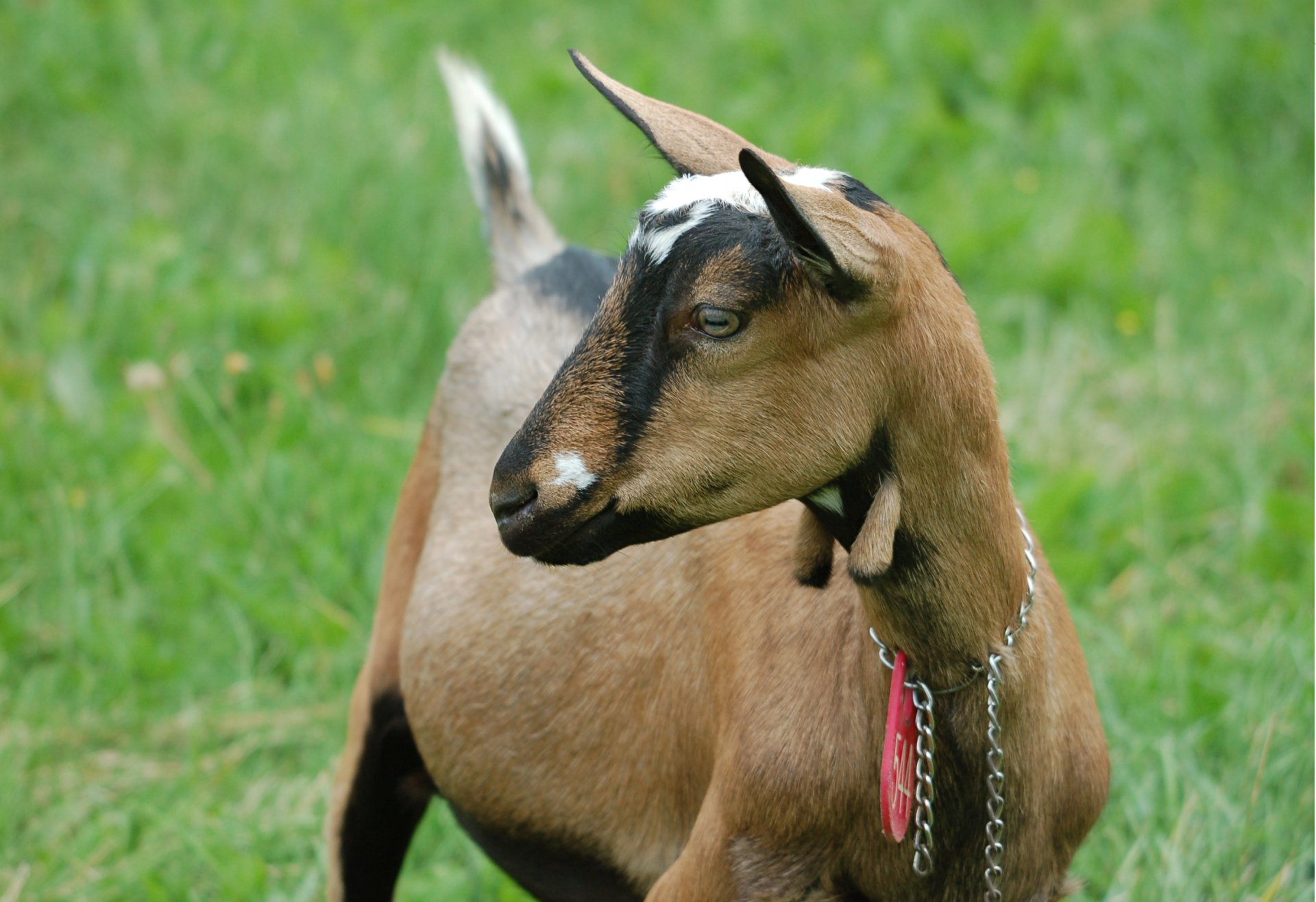 HD PC desktop wallpaper featuring a close-up of a goat standing on green grass, showcasing its detailed fur and alert expression.