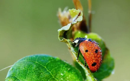 Close-up HD desktop wallpaper of a ladybug with water droplets on its red shell, perched on a green leaf with a blurred natural background.