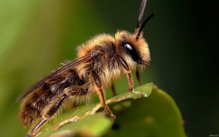 Animal bee HD Desktop Wallpaper | Background Image