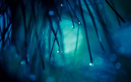 nature close-up HD Desktop Wallpaper | Background Image
