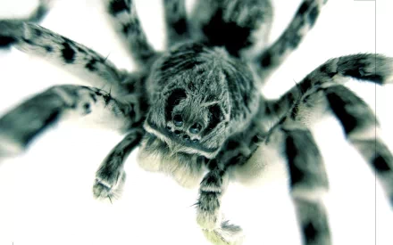 Animal spider HD Desktop Wallpaper | Background Image