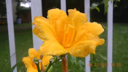 Close-up of a vibrant yellow daylily with dew-kissed petals against a blurred yard — 4K Ultra HD nature flower lily PC desktop wallpaper/background.