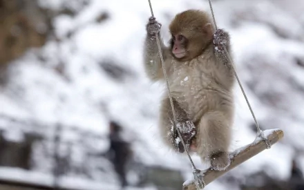 HD PC desktop wallpaper: a fluffy snow-covered monkey (animal) gripping a rope swing, snowflakes on its fur against a blurred snowy backdrop.