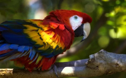 HD PC desktop wallpaper featuring a vibrant scarlet macaw perched on a branch against a blurred natural background.