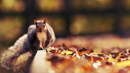 A macro HD wallpaper of a squirrel on a wooden ledge surrounded by fallen autumn leaves, capturing the essence of fall and nature.