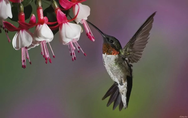 A vibrant hummingbird hovers gracefully beside delicate flowers, set against a soft, colorful background, making this HD wallpaper a stunning addition to any desktop.