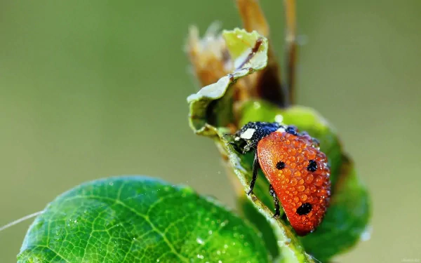 Close-up HD desktop wallpaper of a ladybug with water droplets on its red shell, perched on a green leaf with a blurred natural background.