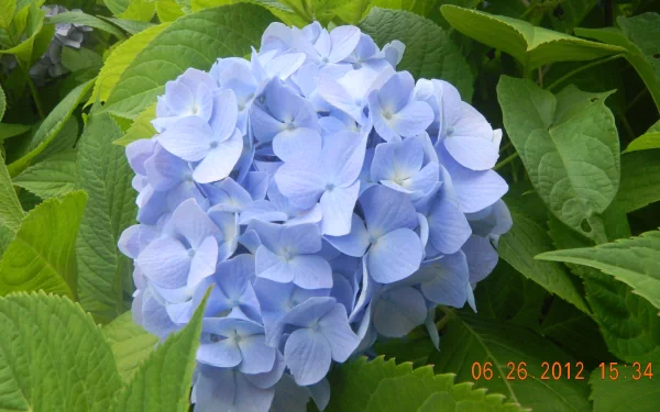 A vibrant blue hydrangea flower surrounded by green leaves, captured in 4K Ultra HD for a sharp nature-themed PC desktop wallpaper.