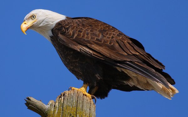 Animal Bald Eagle Birds Eagles HD Wallpaper | Background Image
