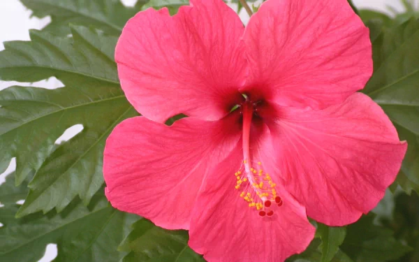  Hibiscus