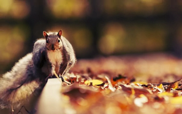A macro HD wallpaper of a squirrel on a wooden ledge surrounded by fallen autumn leaves, capturing the essence of fall and nature.