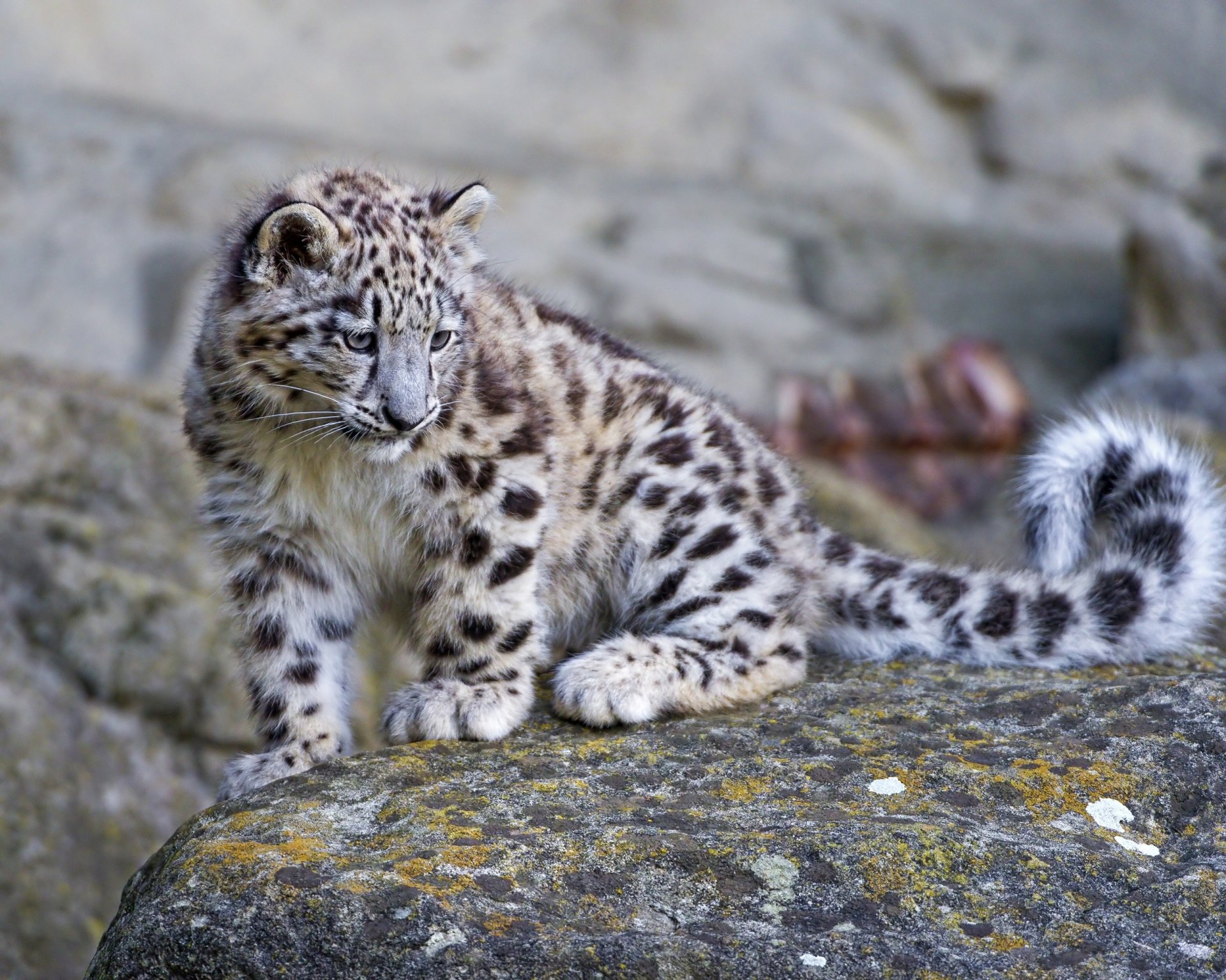 HD PC desktop wallpaper featuring a young snow leopard resting on a textured rock with a natural rocky background.