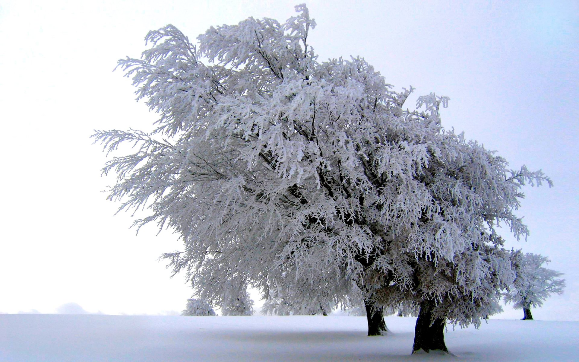 Download Scenic Frost Winter Meadow White Snow Nature Tree  HD Wallpaper