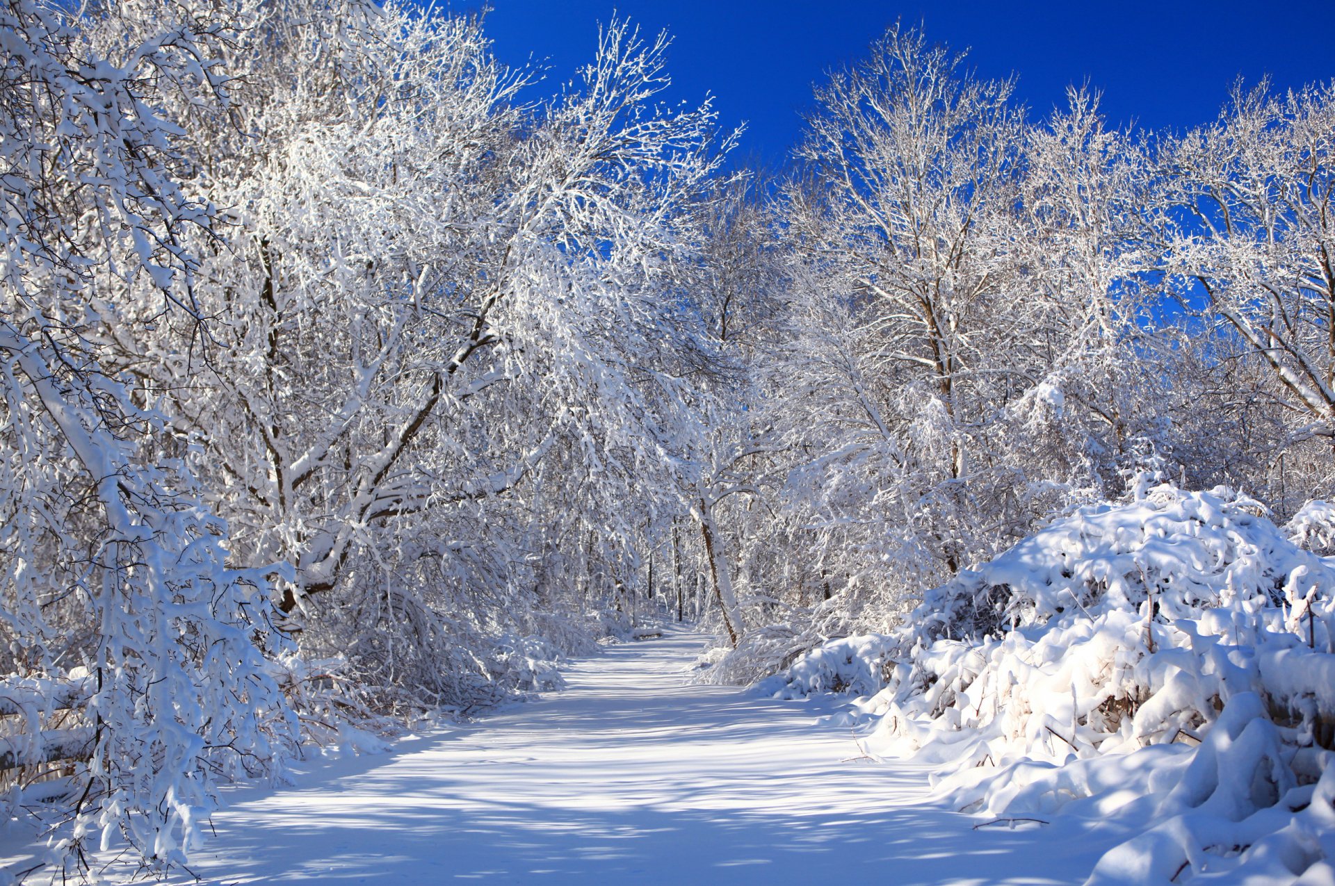 HD desktop wallpaper of a serene winter landscape with snow-covered trees and a clear blue sky, capturing the peaceful beauty of nature in winter.
