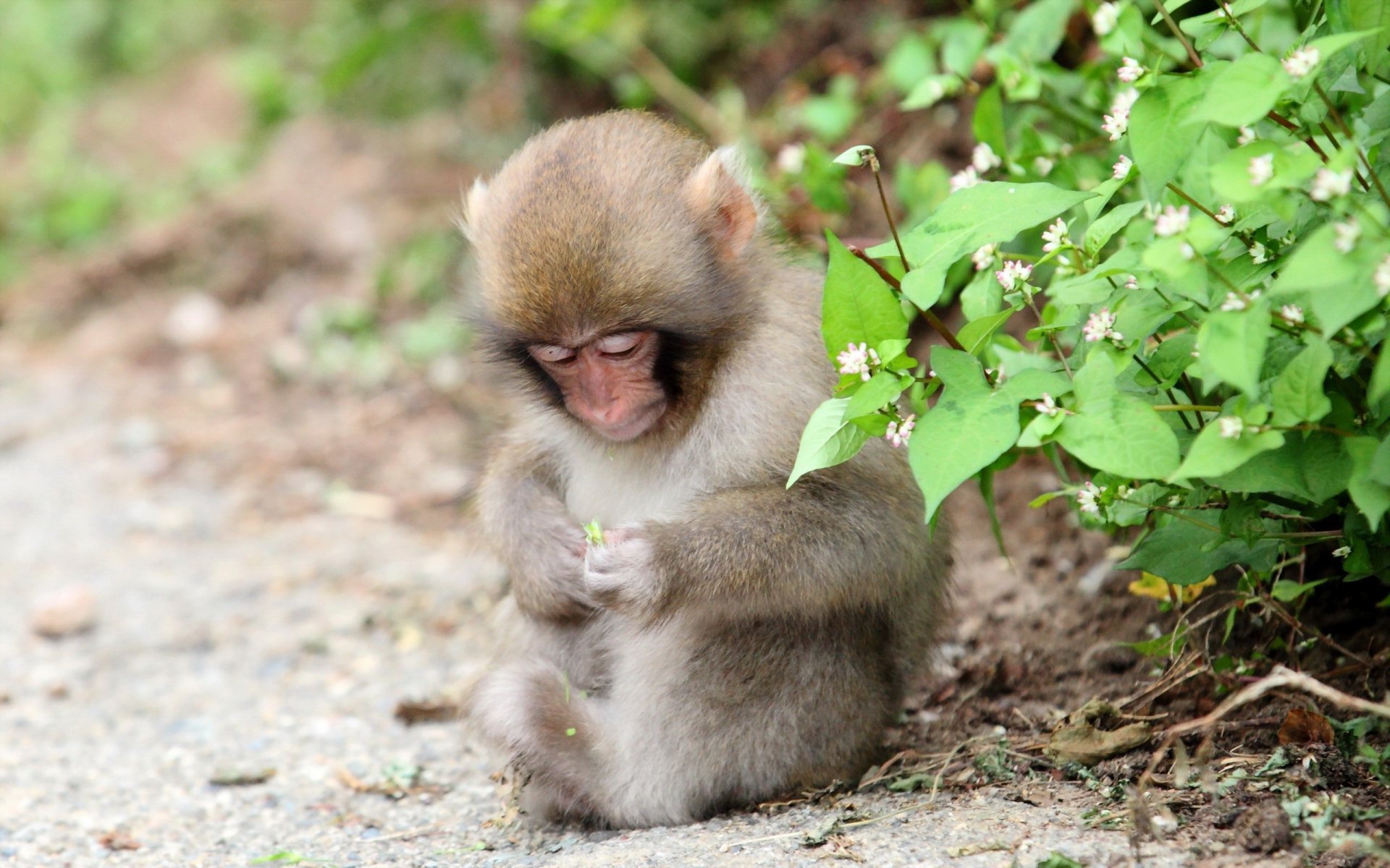 A serene monkey sits quietly on a pathway, gently examining a small flower, surrounded by lush greenery. This captivating image makes a charming HD desktop wallpaper and background.