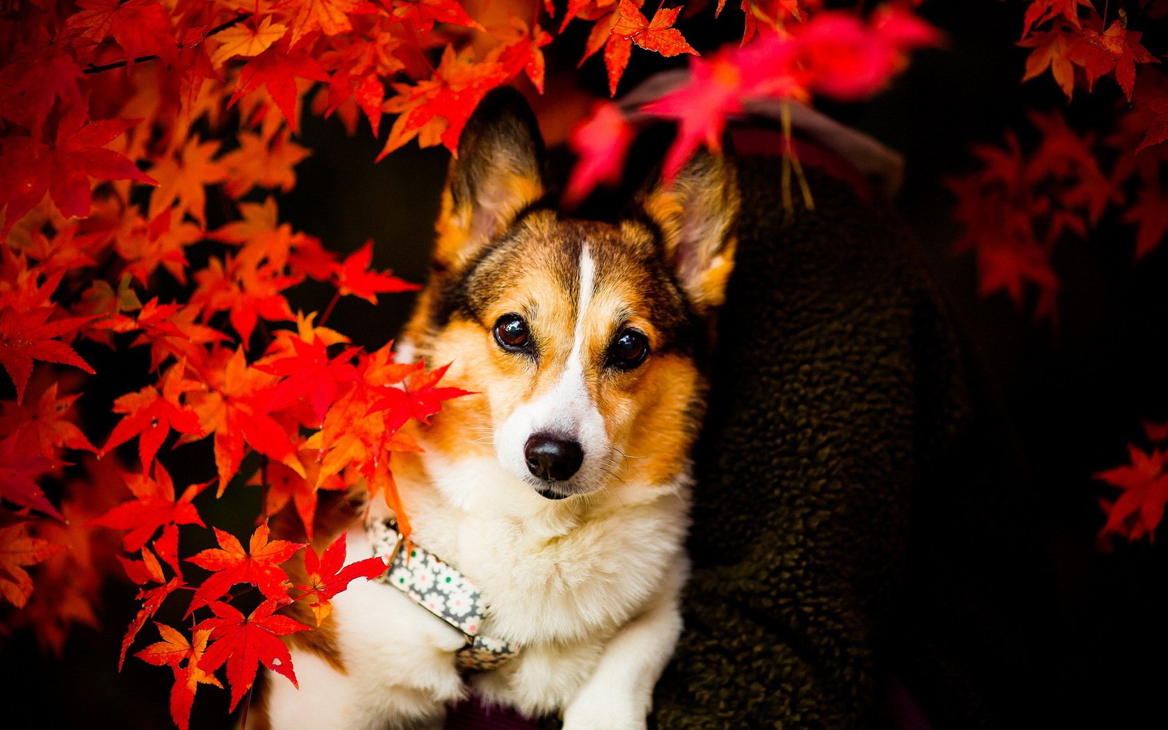 Corgi Wallpaper and Background Image | 1680x1050 | ID:329902