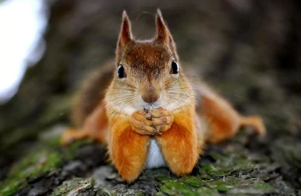 HD PC desktop wallpaper featuring a close-up of a squirrel resting on a tree branch with its paws held together, showcasing detailed fur and bright eyes.