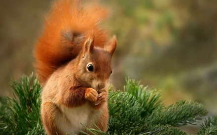 HD PC desktop wallpaper featuring a close-up of a red squirrel holding a nut, perched on green pine branches with a blurred natural background.