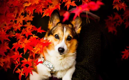 Animal corgi HD Desktop Wallpaper | Background Image