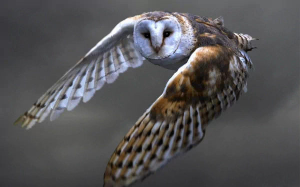 A striking barn owl in mid-flight, showcasing its distinctive features and intricate plumage against a soft, blurred background, making a captivating HD desktop wallpaper.