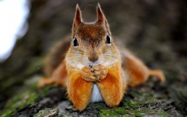 Animal Squirrel HD Wallpaper | Background Image