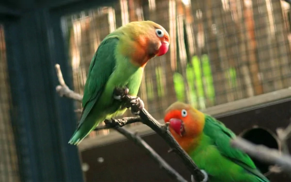 HD PC desktop wallpaper of two lovebird parrots (animal) with vibrant green and orange plumage perched on a branch.