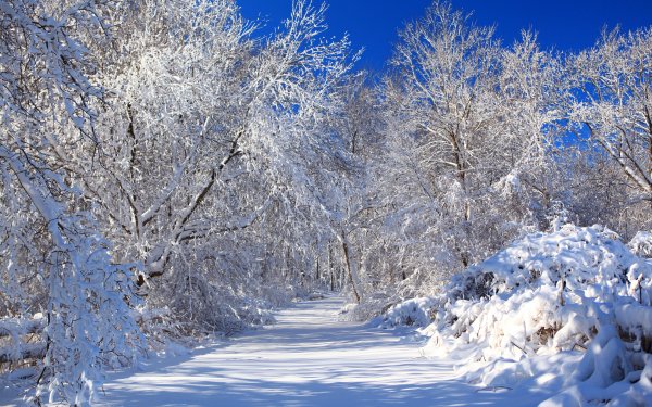 Earth Winter Snow Tree HD Wallpaper | Background Image
