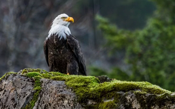 A majestic bald eagle perched on a moss-covered rock, set against a natural background, showcasing the beauty of wildlife in this HD desktop wallpaper.