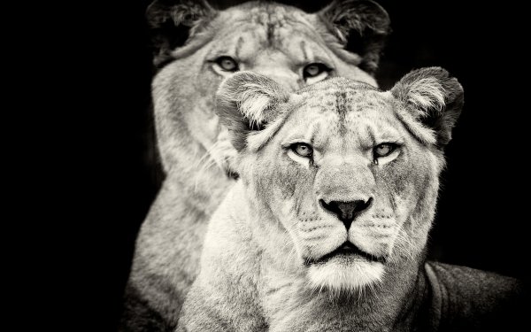 Animal Lion Cats Lioness Black & White HD Wallpaper | Background Image