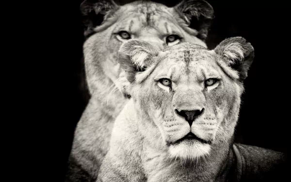 Black and white HD desktop wallpaper featuring a close-up of two lionesses with intense gazes against a dark background.