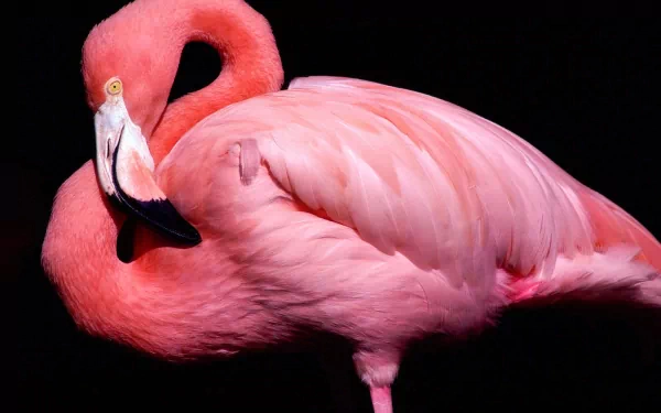 A vibrant flamingo stands gracefully against a dark background, showcasing its striking pink feathers. This high-definition image serves as an enchanting desktop wallpaper.